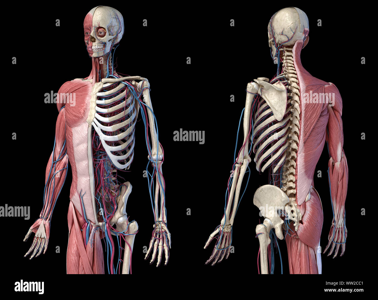 L'anatomie humaine 3/4 corps squelettique, musculaire et cardiovasculaire. Vues avant et arrière Perspective, sur fond noir. 3d illustration Banque D'Images