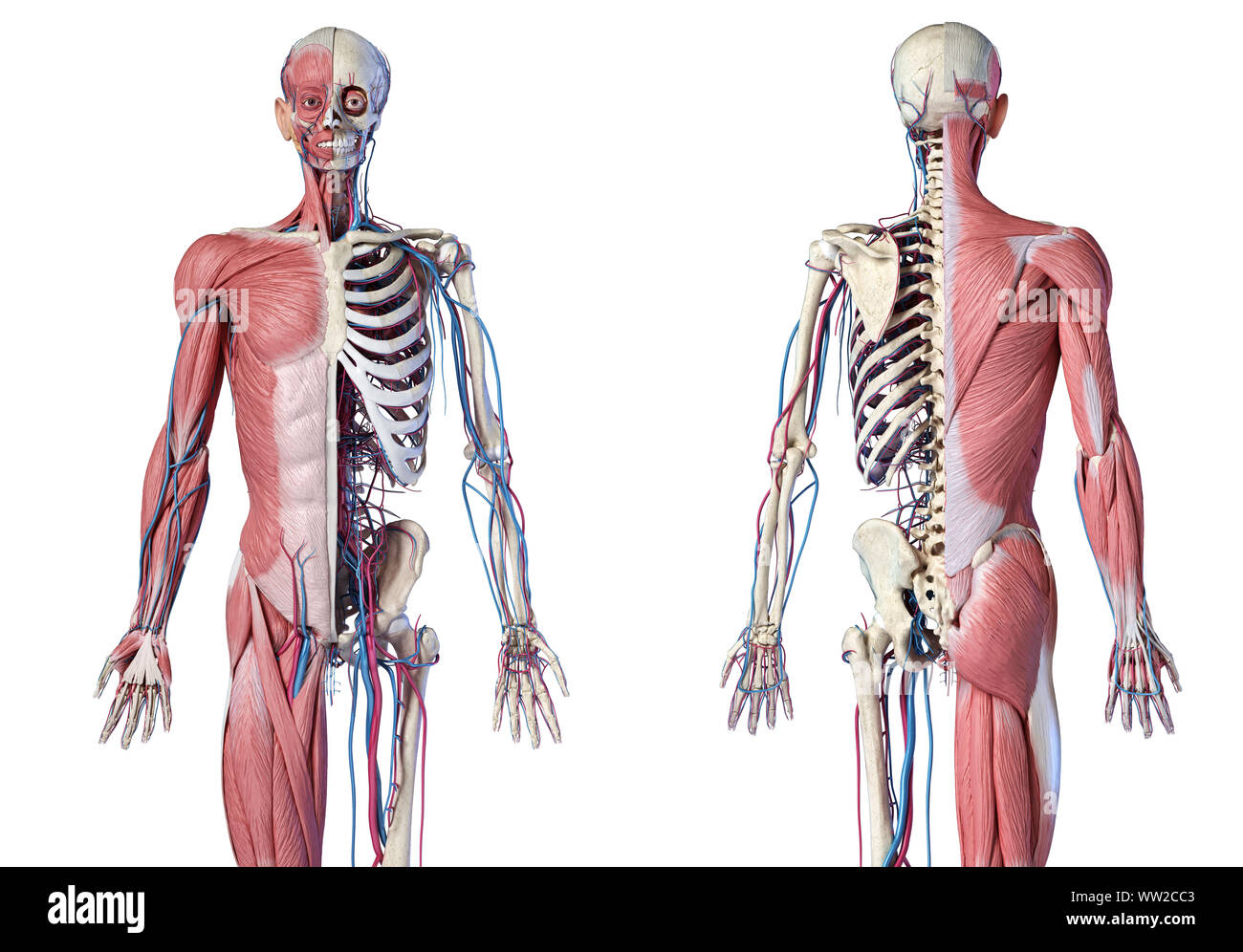 L'anatomie humaine 3/4 corps squelettique, musculaire et cardiovasculaire. Vues avant et arrière, sur fond blanc. 3d illustration Banque D'Images