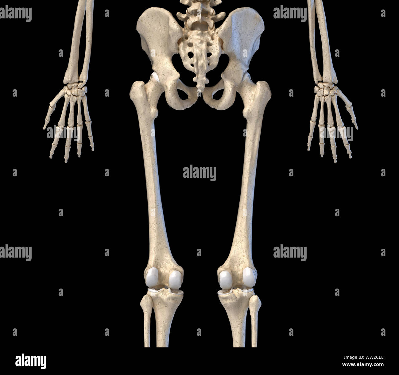 L'anatomie humaine, de la hanche, des membres et des mains squelettiques. Vue arrière. Sur fond noir. 3d illustration. Banque D'Images