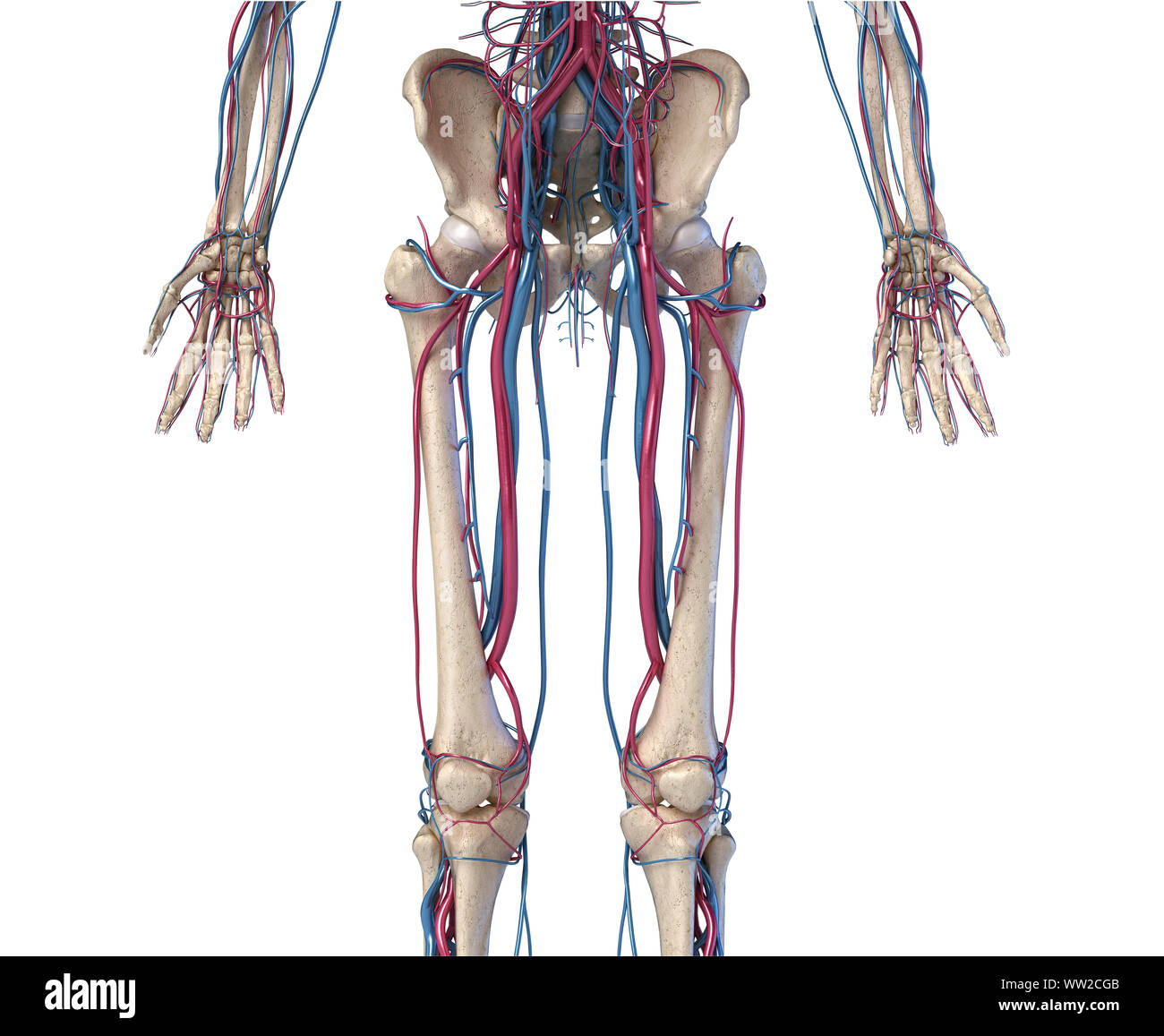 L'anatomie du corps humain. 3d illustration de la hanche, les jambes et les mains squelettiques et le système cardiovasculaire. Du point de vue de l'avant. Sur fond blanc. Banque D'Images