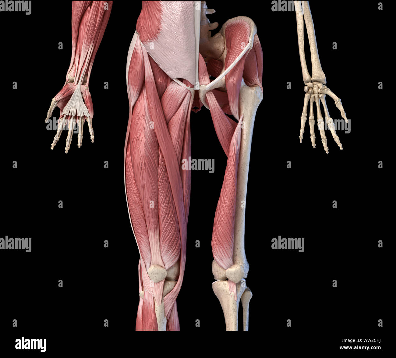 Les droits de l'homme anatomie, membres inférieurs et de la hanche Les systèmes musculaire et squelettique, avec des couches musculaires. Vue de face, sur fond noir. Anatomie 3d illustration Banque D'Images