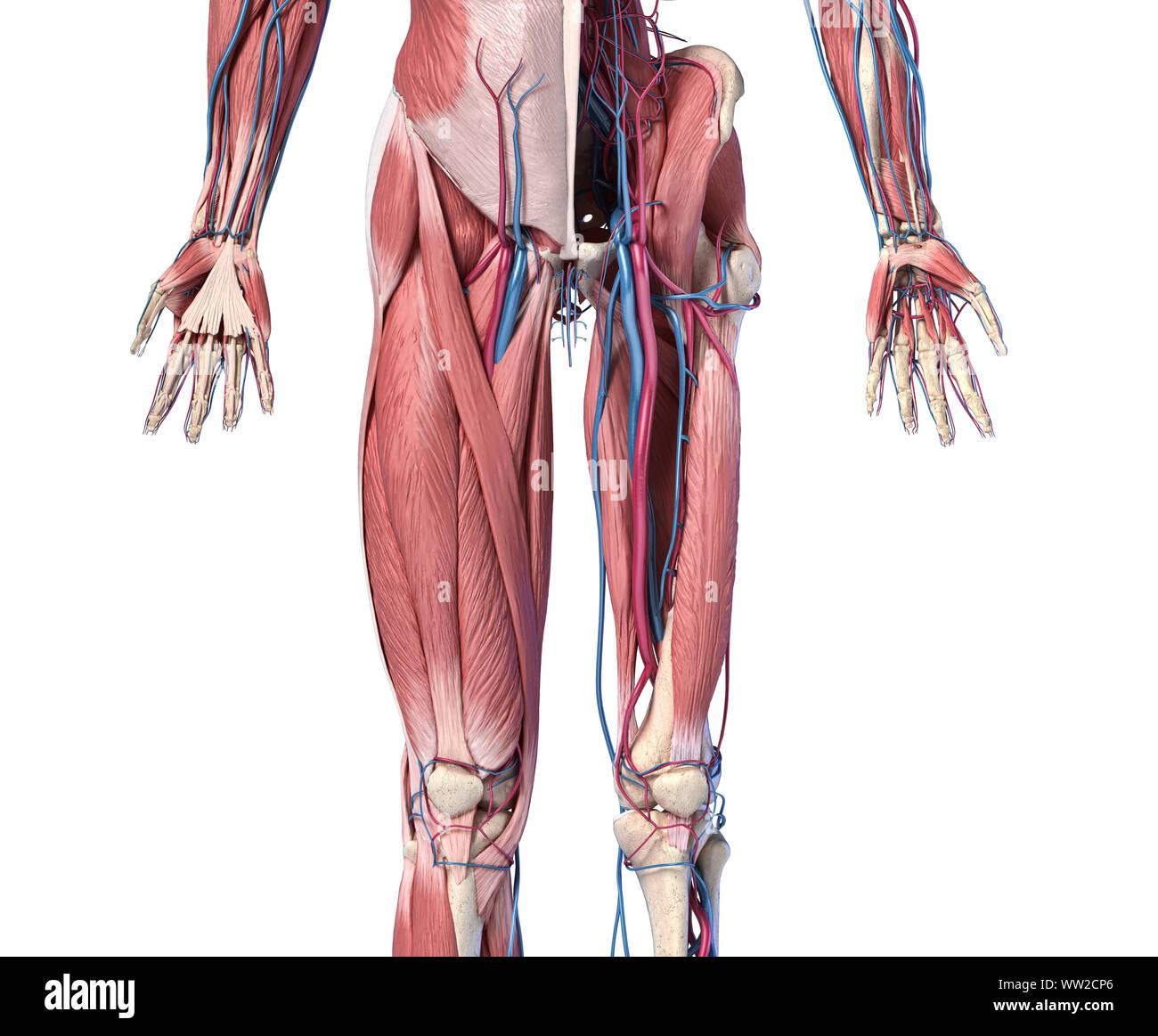 L'anatomie humaine, des membres et de la hanche squelettique, musculaire et cardiovasculaire, avec des sous-couches de muscles. Vue de face, sur fond blanc. 3d illustration Banque D'Images