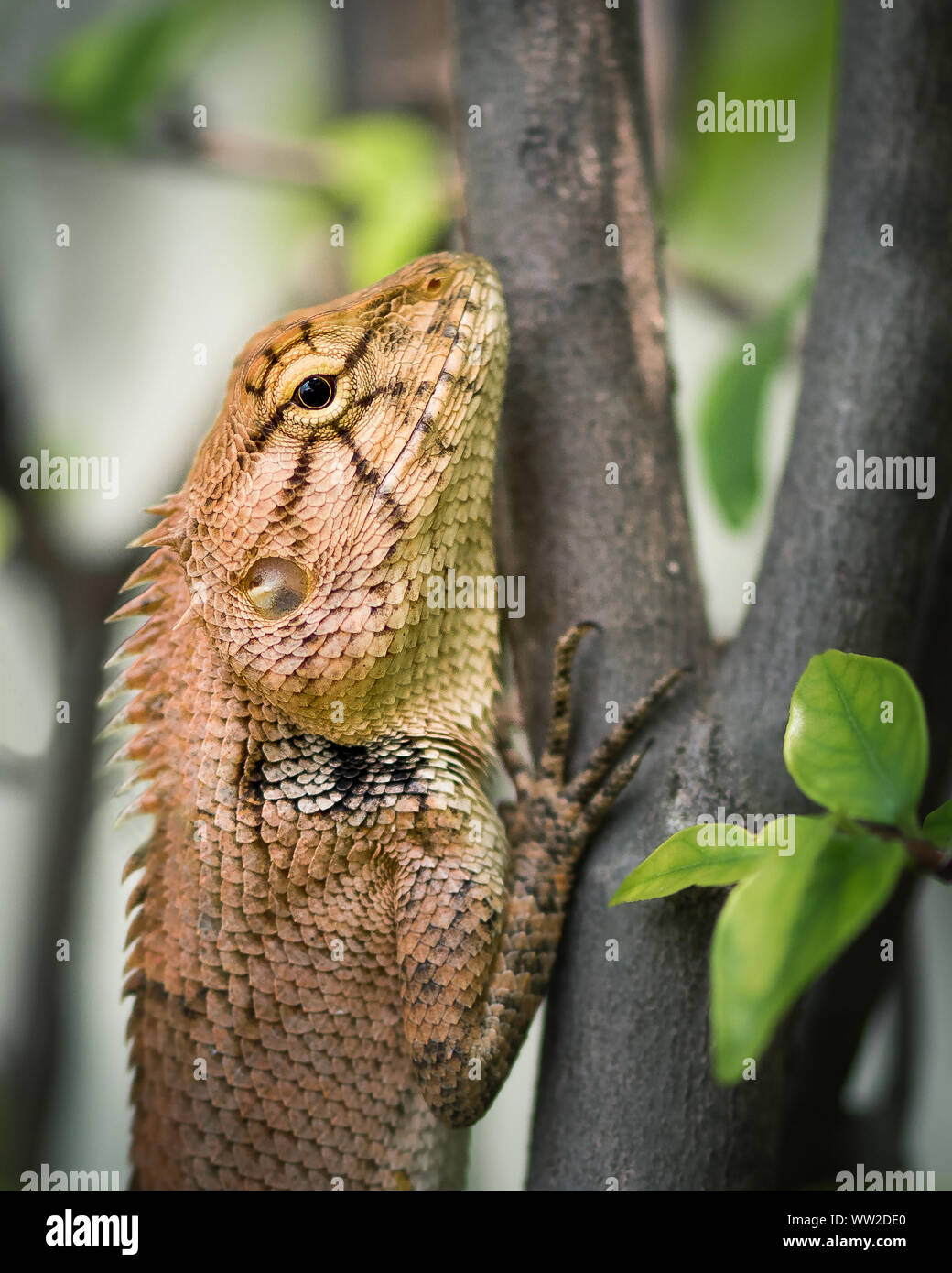 petit jardin sauvage brun comodo lézard sur une trois trouvaille en thaïlande. macro closeup Banque D'Images