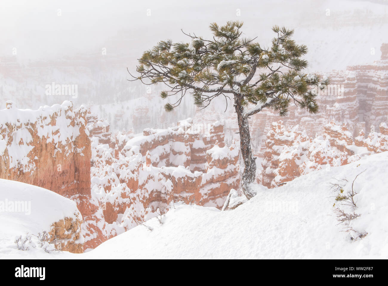 Hiver neige fraîche sur les cheminées de Sunset Point, Bryce Canyon National Park, Utah, USA Banque D'Images