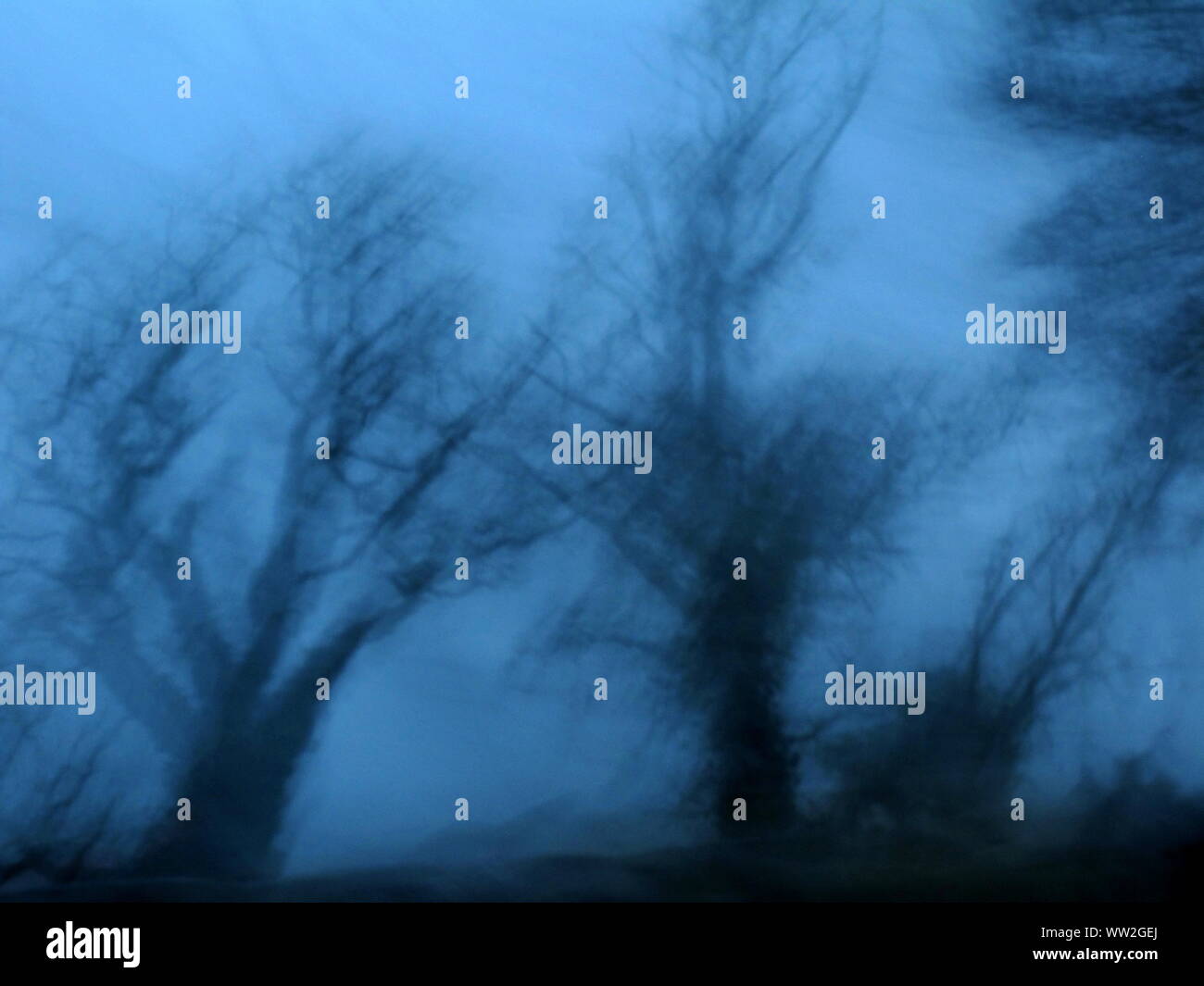 Moody de rêve d'arbres visions capturées dans Motion, floue image paysage en bleu Banque D'Images