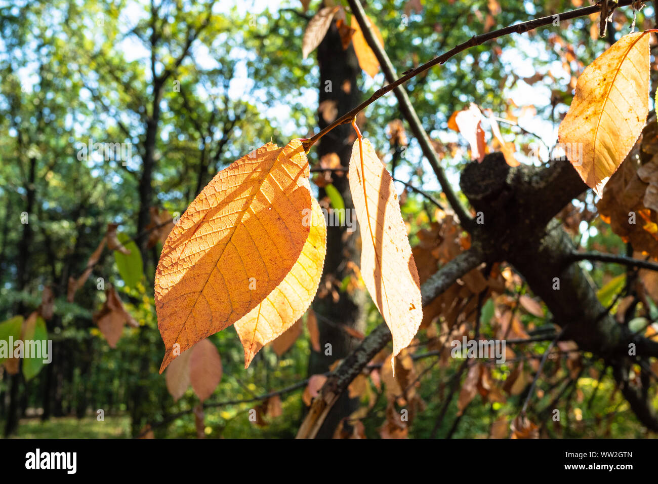 Les feuilles de frêne orange close-up en vert le parc à la journée ensoleillée d'automne Banque D'Images