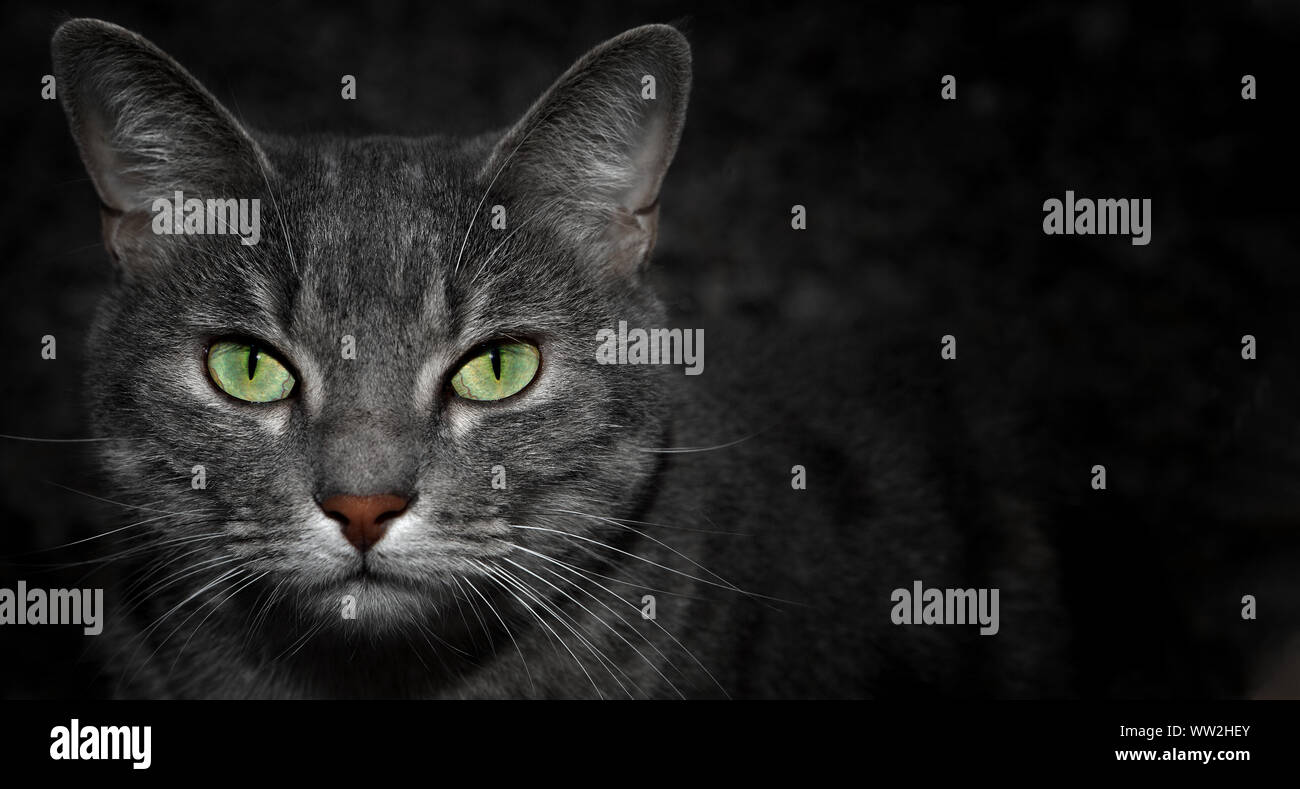 Chat De Gouttiere Gris Avec Des Yeux Vert Watchind La Camera Darks Nuit Contexte Et Motif A Rayures Photo Stock Alamy