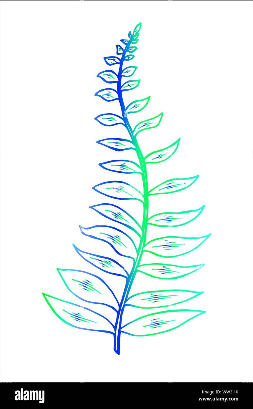 Photo couleur d'une feuille de la fractale. Branche d'une fougère Illustration de Vecteur