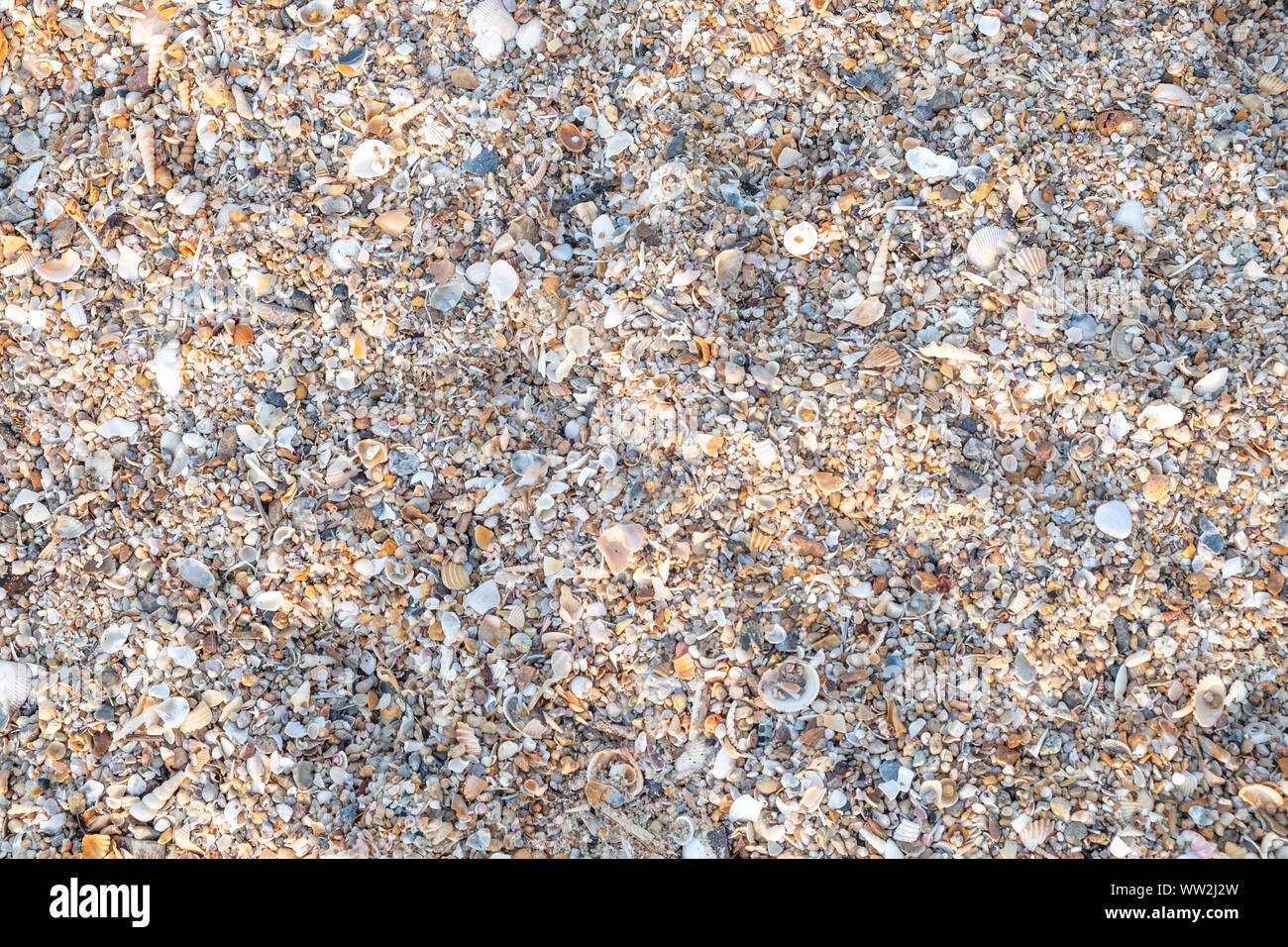 Vue supérieure de la variété de coquillages de la plage pour l'arrière plan. Banque D'Images