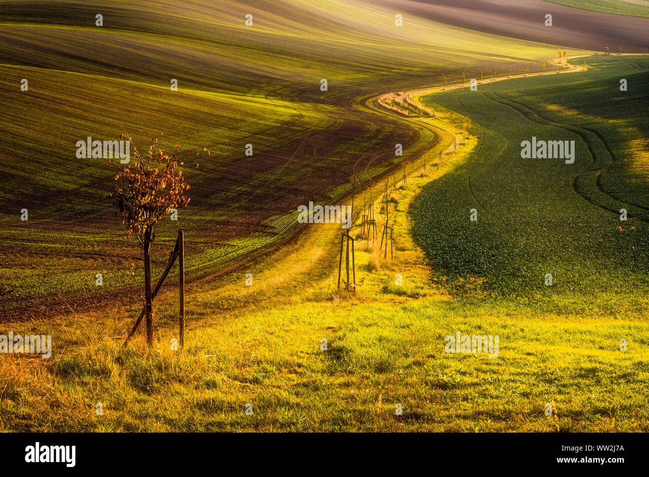 Arbre et chemin solitaire entre les champs en Toscane de Moravie, République Tchèque Banque D'Images