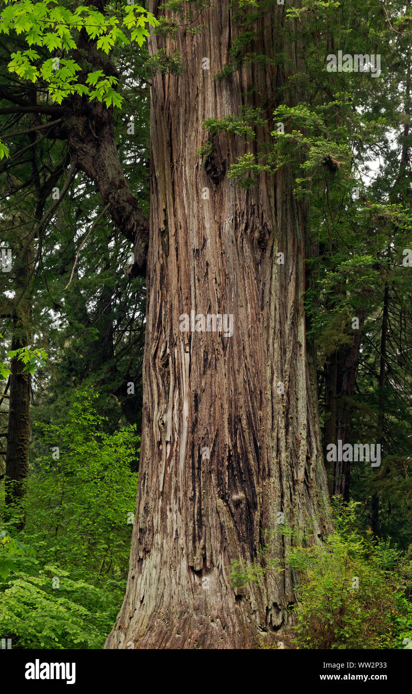 CA03567-00...CALIFORNIE - grand arbre, une destination populaire pour les visiteurs de Prairie Creek Redwoods State Park ; partie de séquoias Parcs nationaux et d'État Banque D'Images