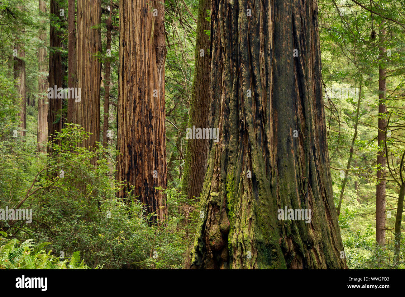 Californie - Bois Rouge forêt le long de la cathédrale d'arbres sentier dans la Prairie Creek Redwoods State Park ; partie de la séquoias Parcs nationaux et d'État. Banque D'Images