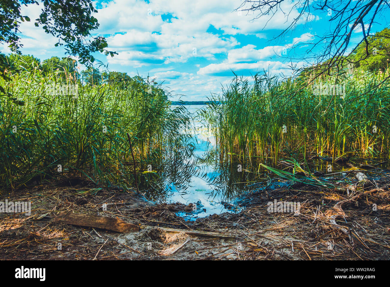 Petite baie au roseau vert forêt Banque D'Images