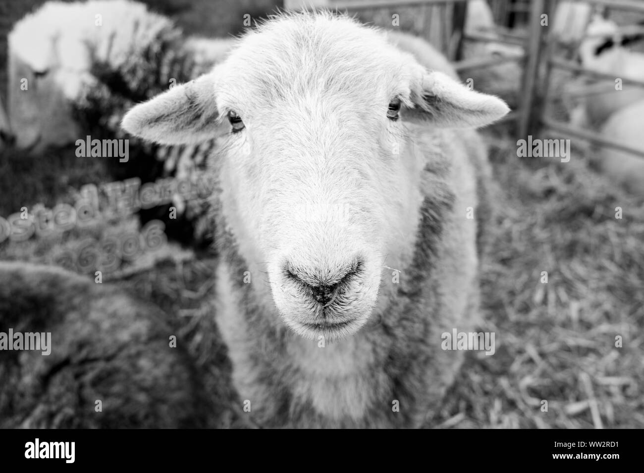 Close up d'un mouton dans un enclos dans un comté anglais affiche en noir et blanc Banque D'Images