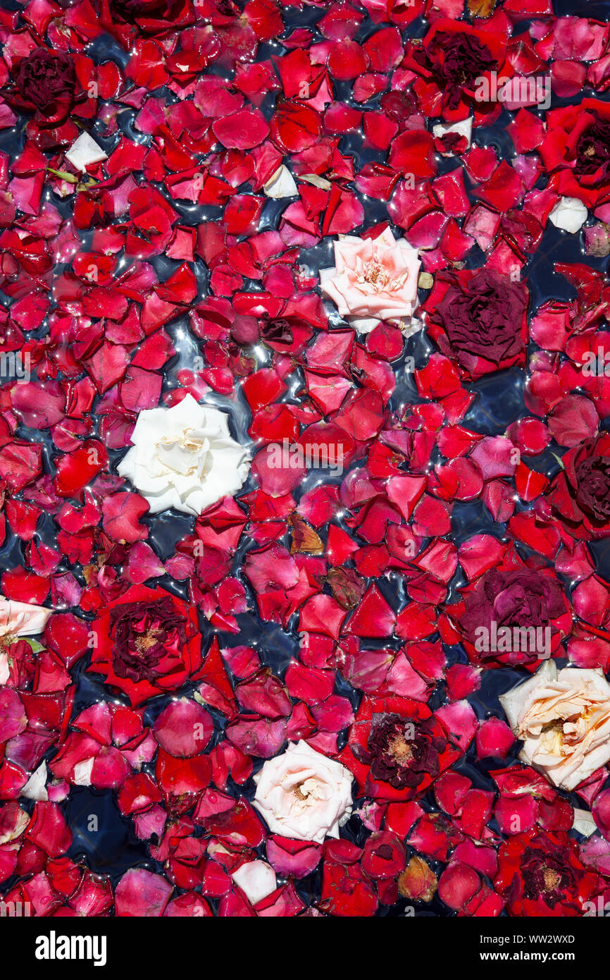 Pétales de roses et flottant sur l'eau Banque D'Images