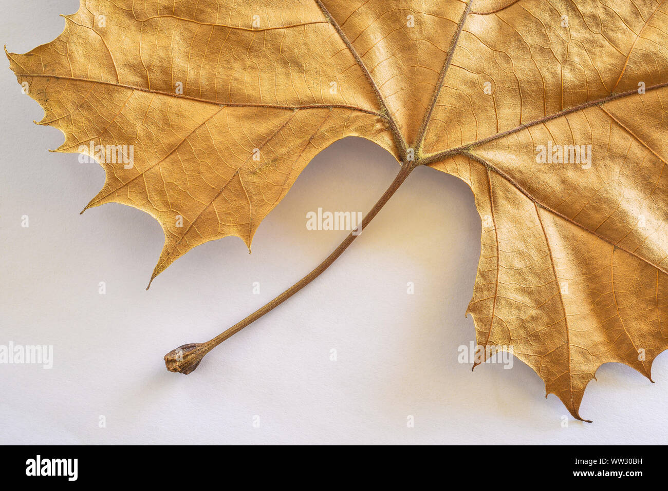 feuille d’érable Banque D'Images