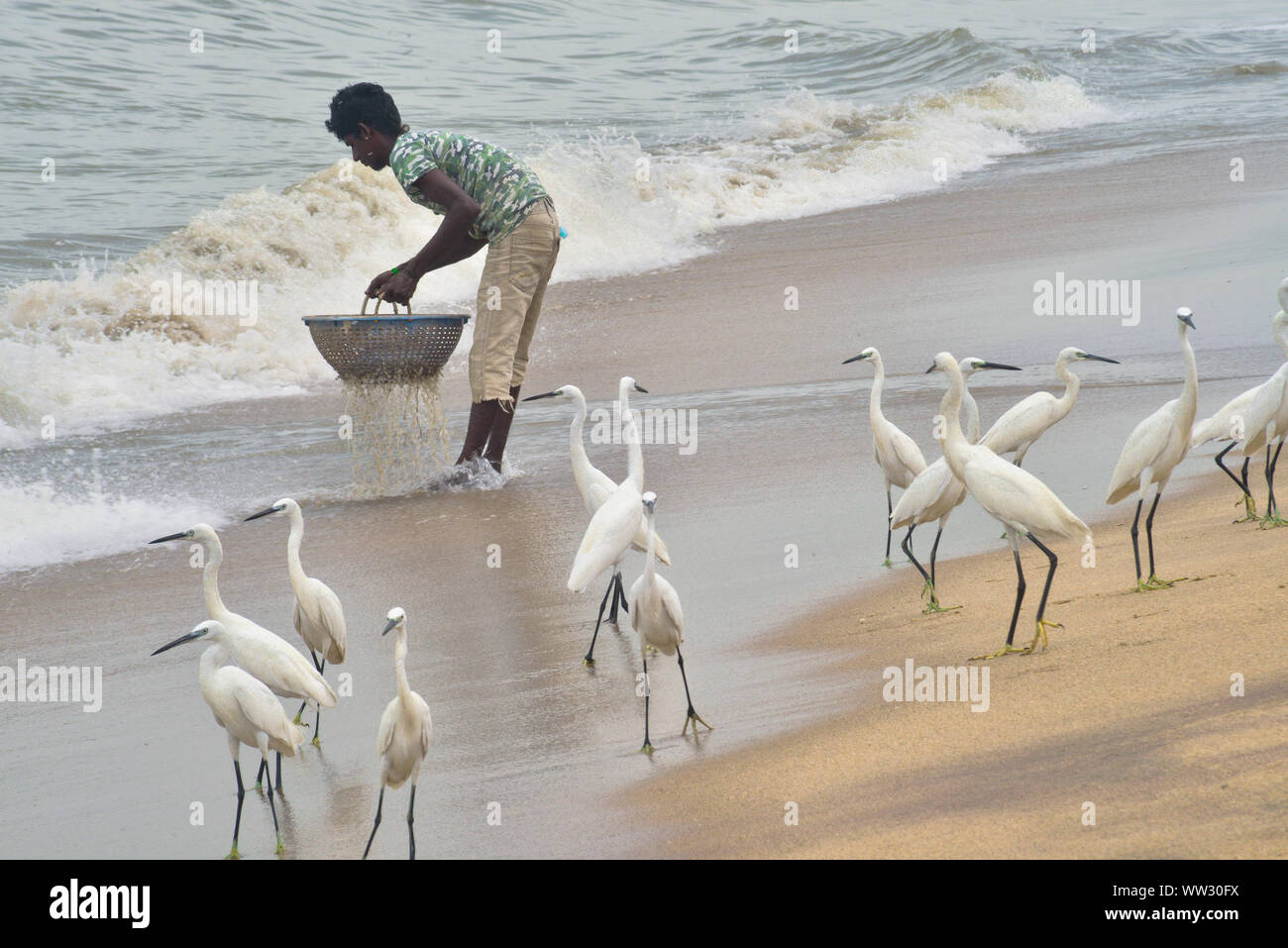 L'homme et les oiseaux Banque D'Images