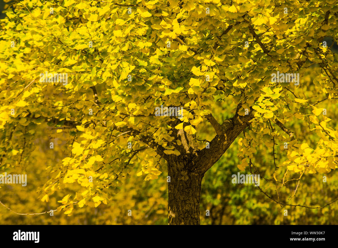 Arbre d'automne Banque D'Images
