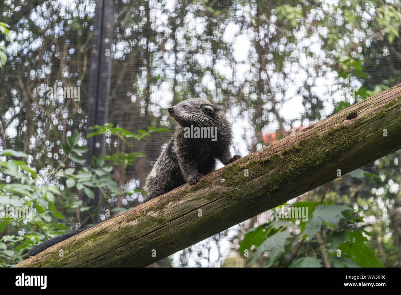 Binturong Linton Zoo Conservation Park Cambridgeshire 2019 Banque D'Images