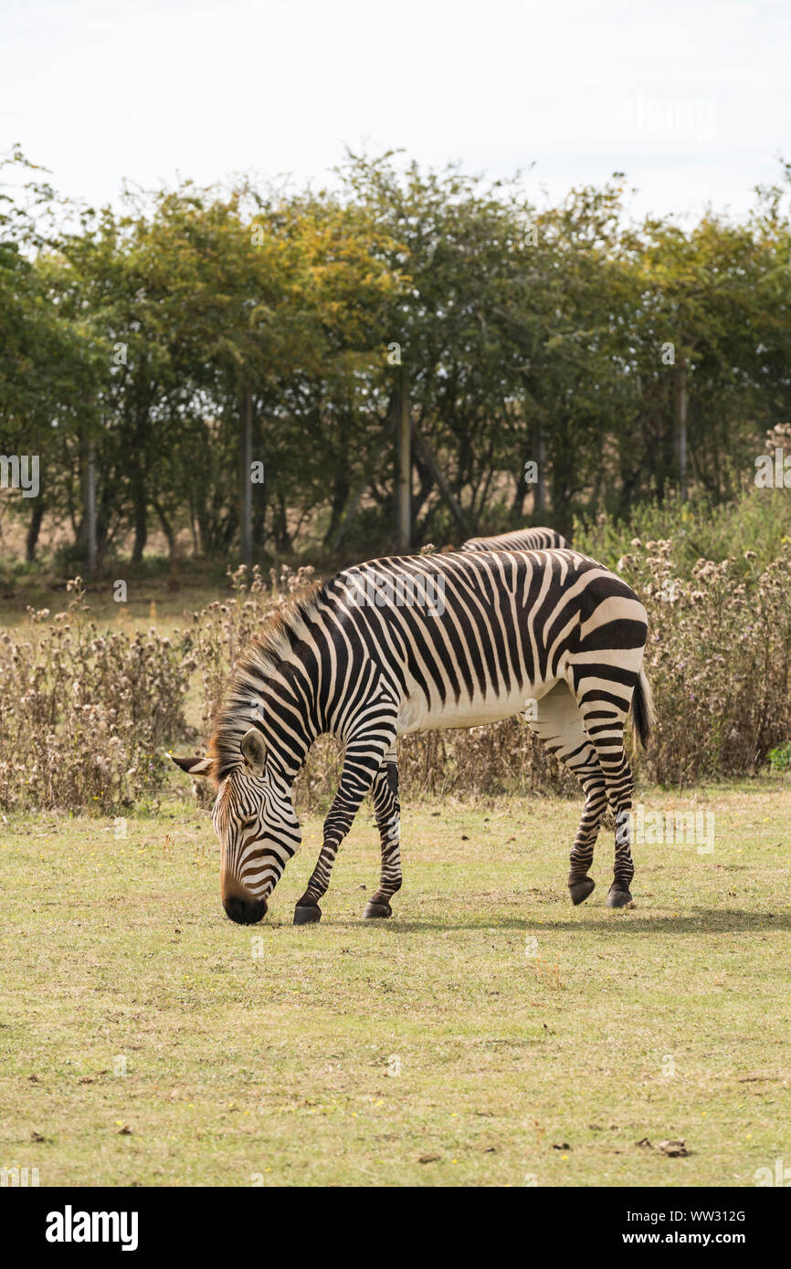 Zèbre de montagne de Hartmann Linton Zoo Conservation Park Cambridgeshire 2019 Banque D'Images