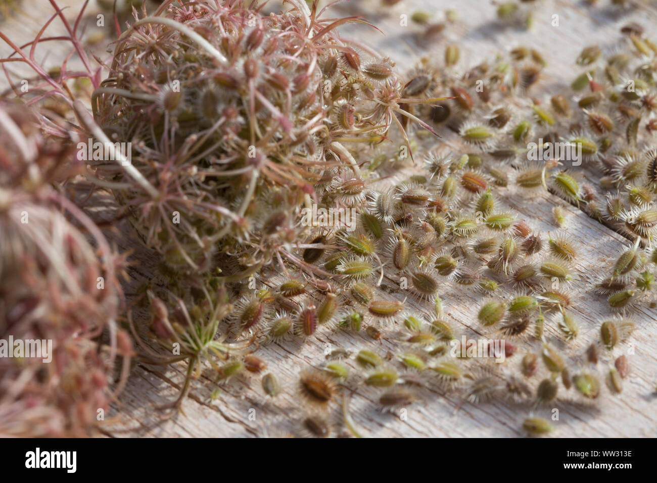 Wilde, Möhre, Samenstände Kräuterernte, Samen, Saat, Möhre, Daucus carota, Daucus carota subsp. carota, la carotte sauvage, la carotte, le nid d'oiseau, Bishop's lac Banque D'Images