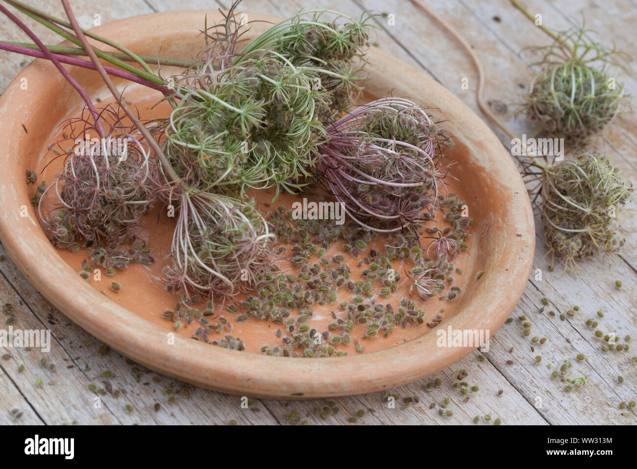 Wilde, Möhre, Samenstände Kräuterernte, Samen, Saat, Möhre, Daucus carota, Daucus carota subsp. carota, la carotte sauvage, la carotte, le nid d'oiseau, Bishop's lac Banque D'Images