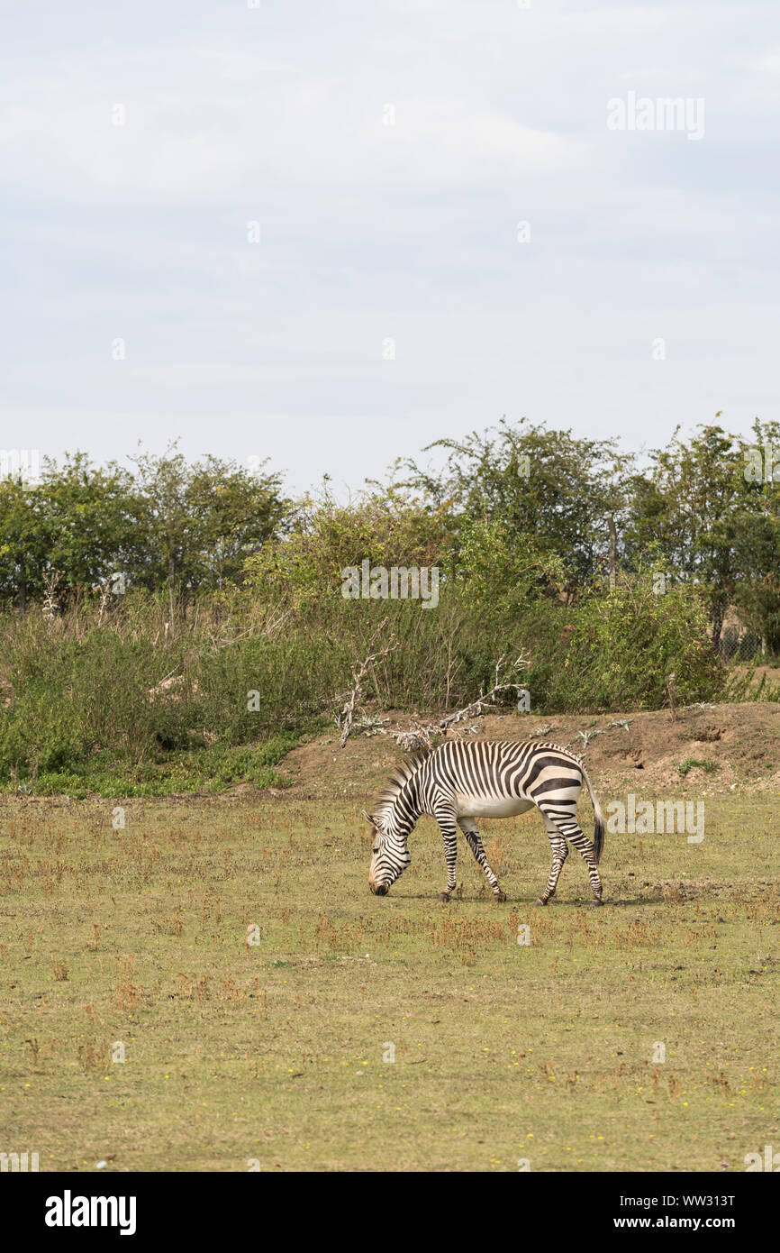 Zèbre de montagne de Hartmann Linton Zoo Conservation Park Cambridgeshire 2019 Banque D'Images