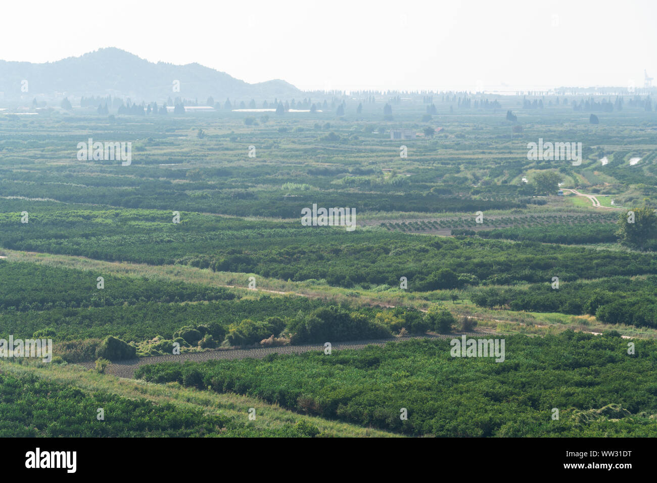 Vue de dessus de terres agricoles. Vallée de champs et de fermes de fruits avec système d'irrigation Banque D'Images