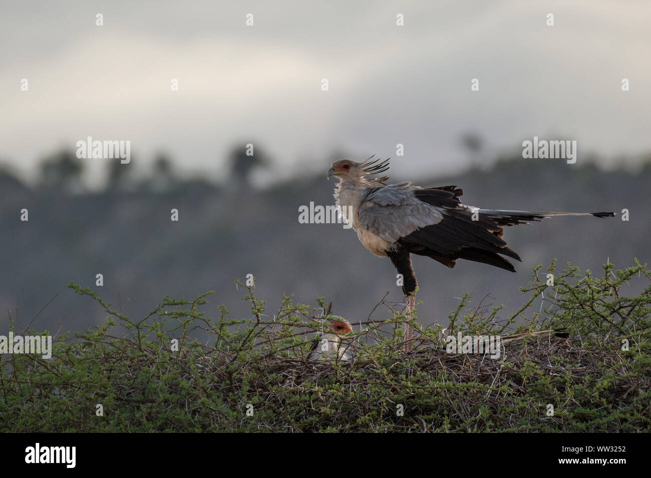 Nid d'oiseau, secrétaire ou Secretarybird Sagittaire serpentarius, Cathartidés, Tsavo East National Park, Kenya, Africa Banque D'Images