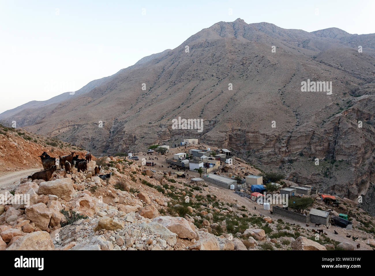 Un troupeau de chèvres marcher sur un chemin de terre dans un petit village de montagne, Oman Banque D'Images