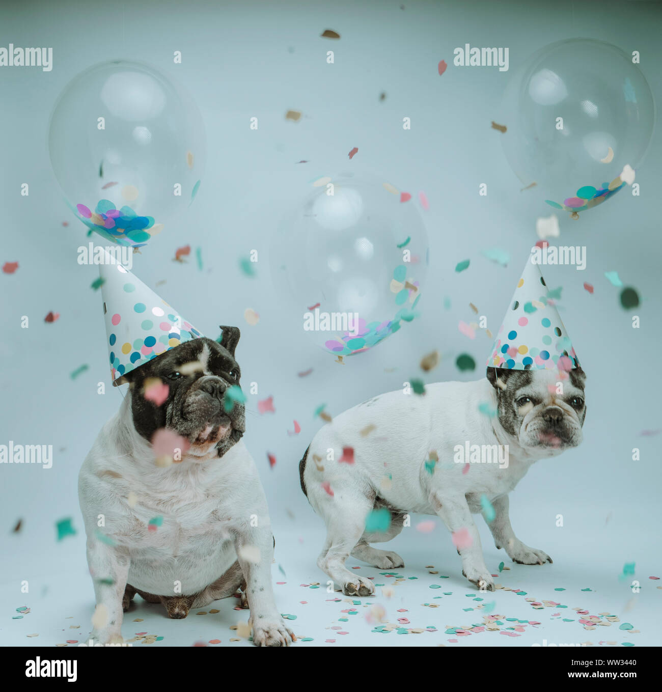 Deux Bouledogue Francais Celebrer Anniversaire Avec Des Ballons Et Des Confettis En L Air Sur Fond Blanc Photo Stock Alamy