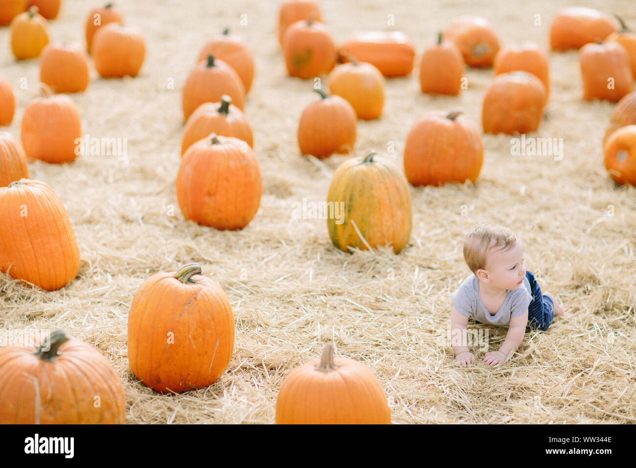 Baby Boy crawling dans Pumpkin Patch Banque D'Images