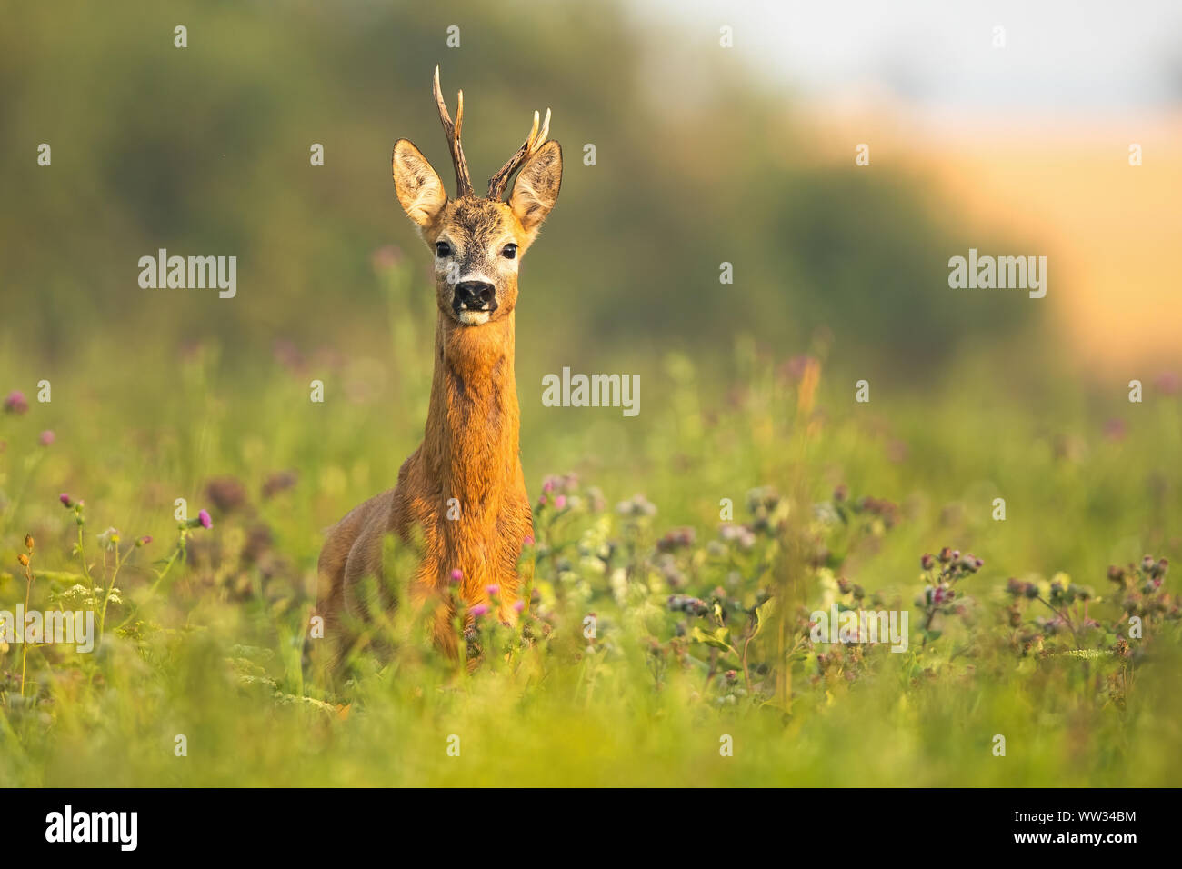 Le chevreuil avec buck antlers standing alerté sur un pré au lever du soleil en été Banque D'Images