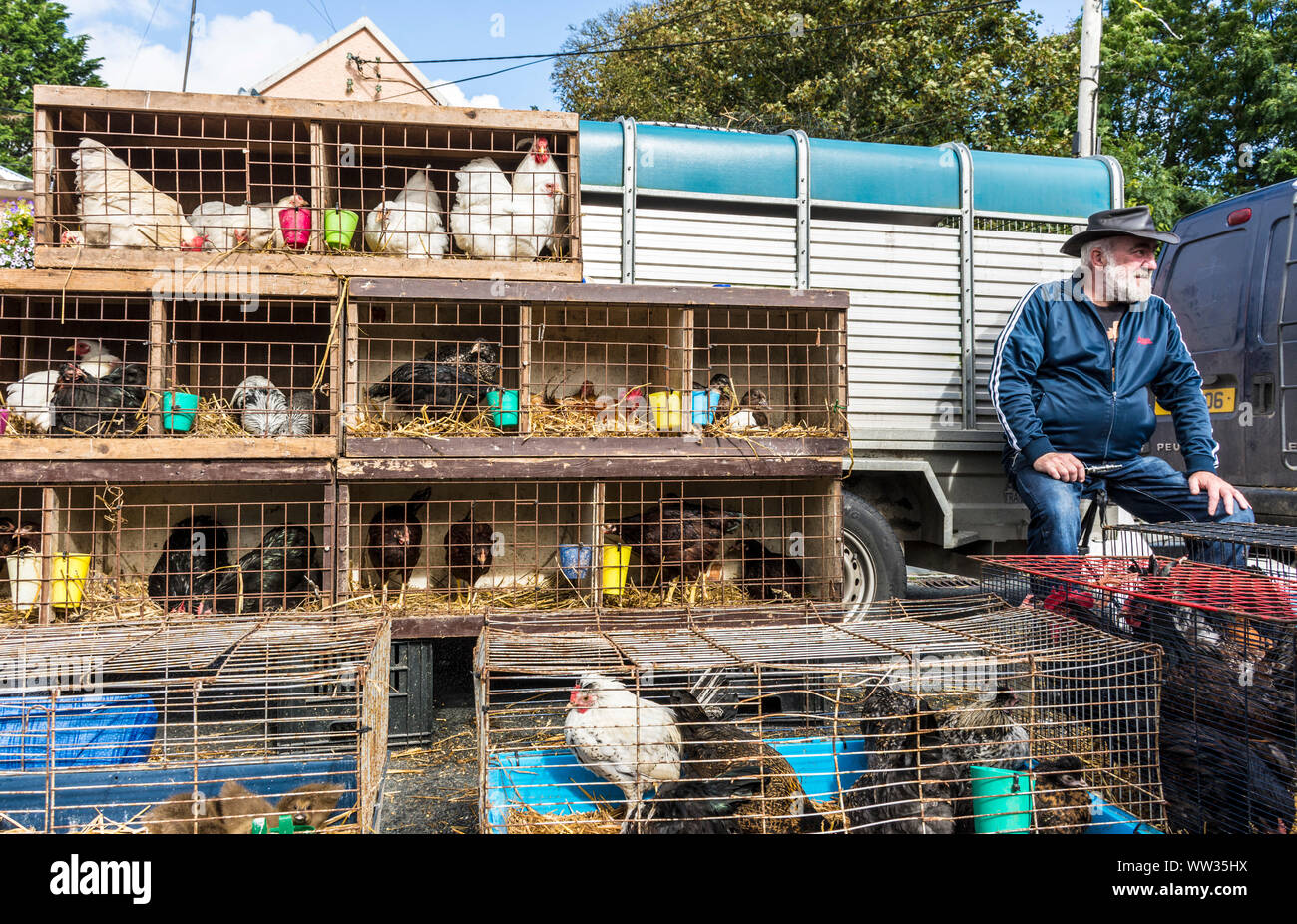 Glenties, Comté de Donegal, Irlande. 12 septembre 2019. Variétés de poulets à vendre à la foire annuelle de récolte. La foire est la plus grande du genre en Irlande et la principale route N56 à travers la ville est fermée pour la journée avec des détournements en place. Banque D'Images