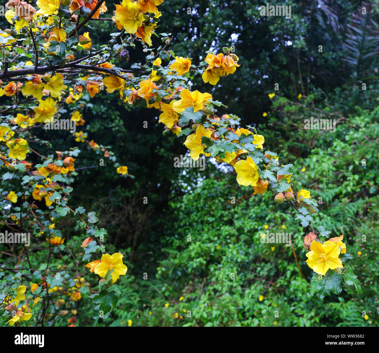 Les fleurs jaunes d'un Fremontodendron californicum, nom commun en Californie, flannelbush sur St Mary's Island, Îles Scilly, Angleterre, RU Banque D'Images