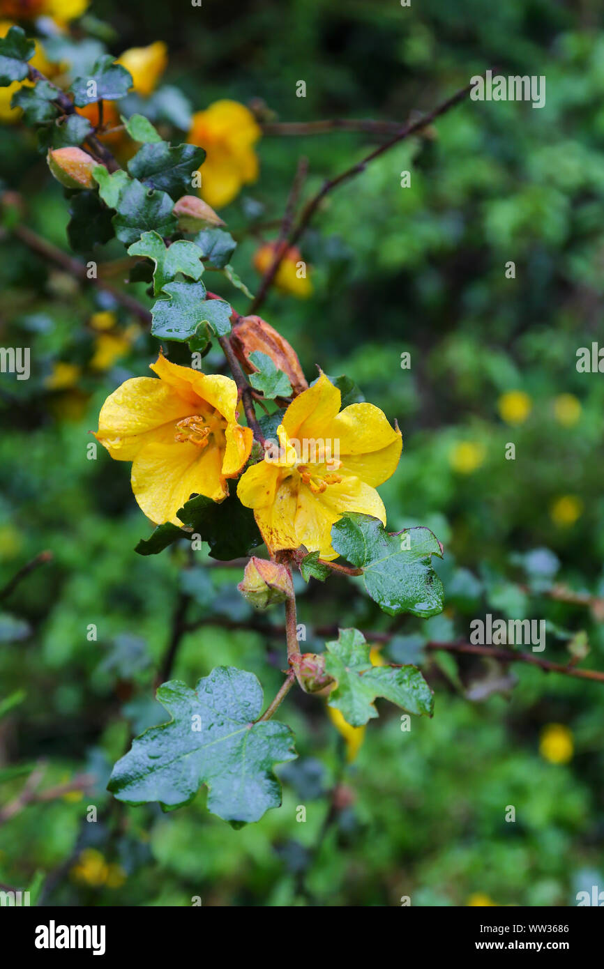 Les fleurs jaunes d'un Fremontodendron californicum, nom commun en Californie, flannelbush sur St Mary's Island, Îles Scilly, Angleterre, RU Banque D'Images