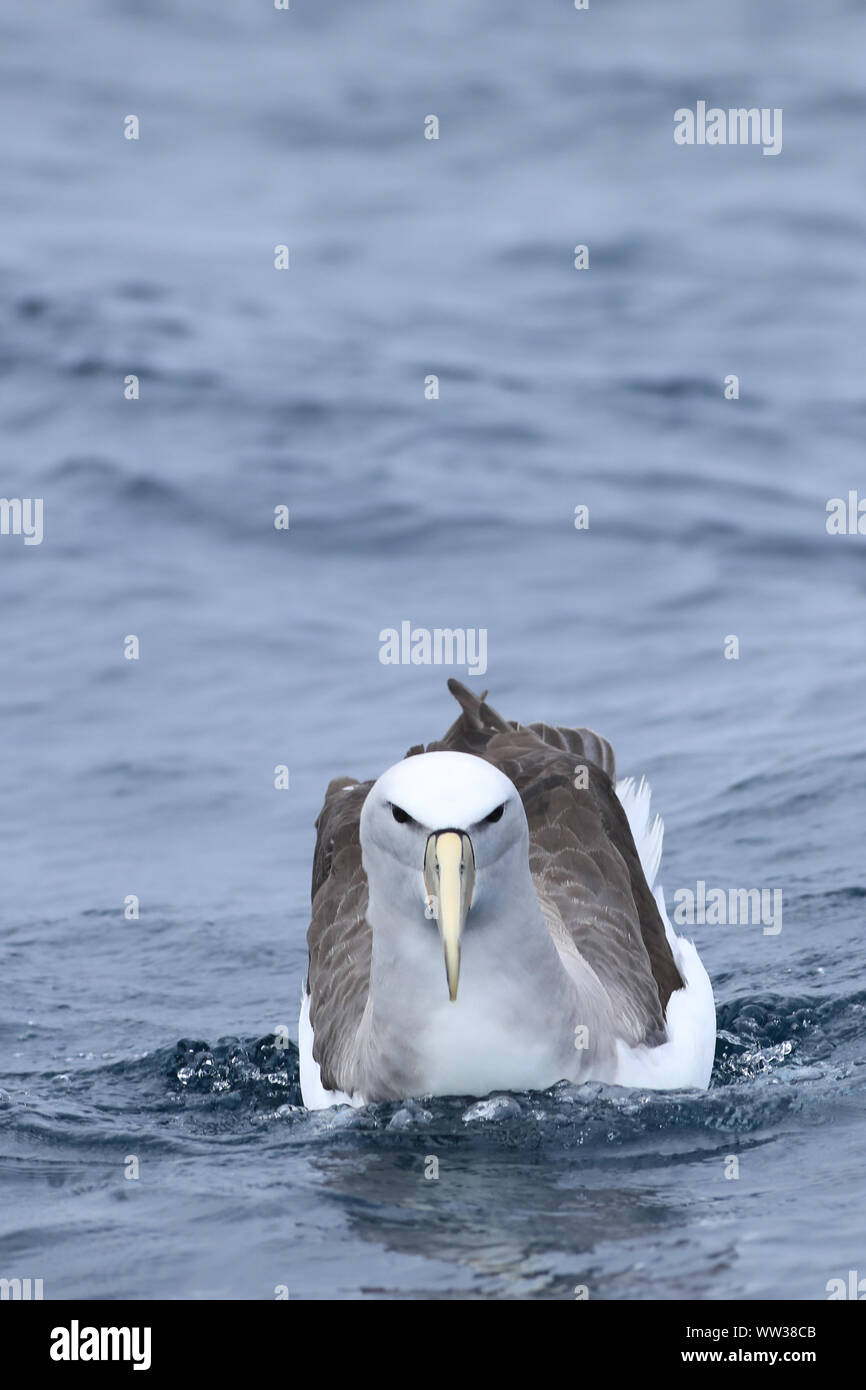 De l'albatros de Salvin verticale, Thalassarche salvini, en mer Banque D'Images