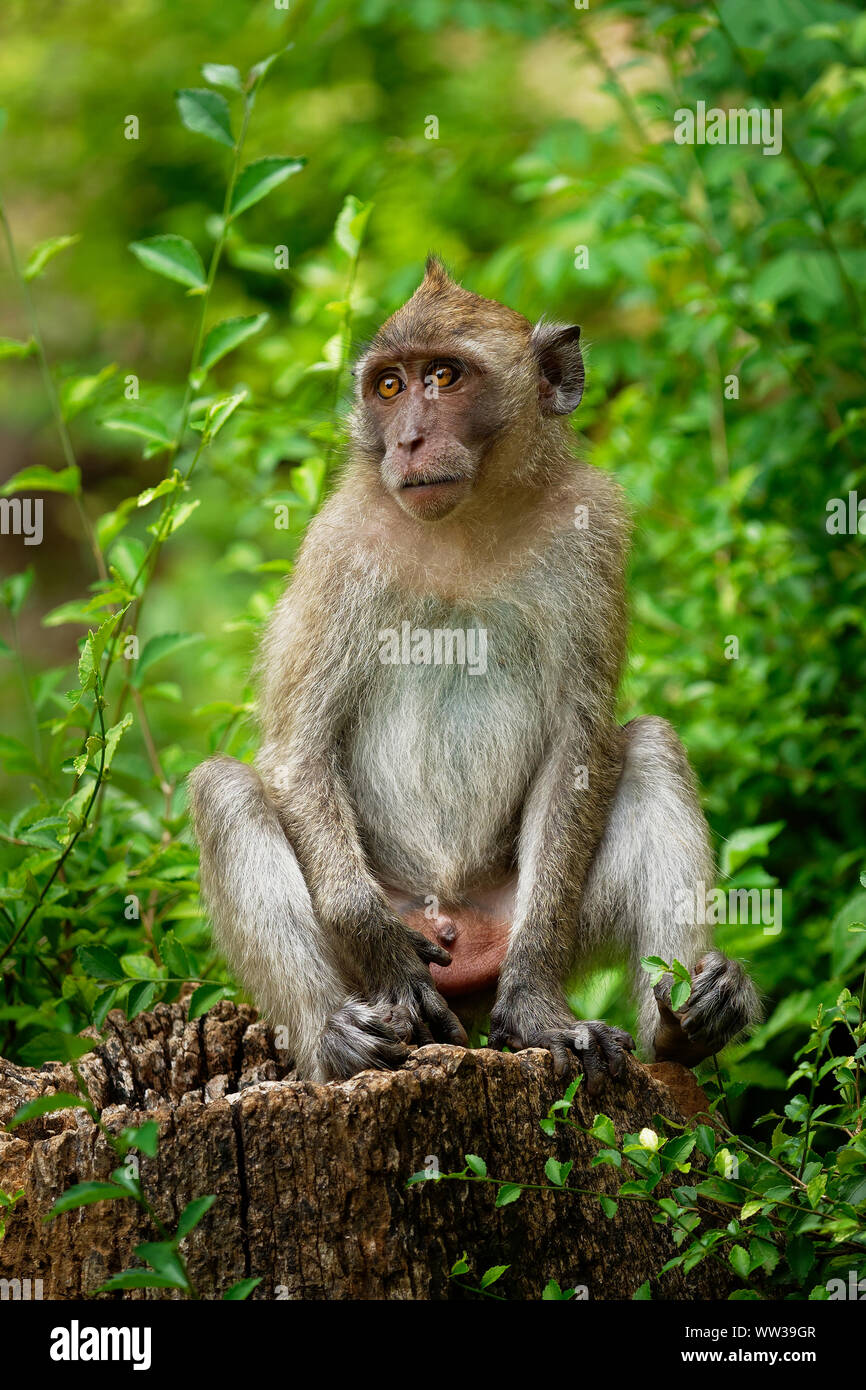 Macaque à longue queue Macaca fascicularis - également connu sous le nom de manger du crabe, un primate macaque cercopithecine originaire d'Asie du Sud-Est, s'appelle le Banque D'Images