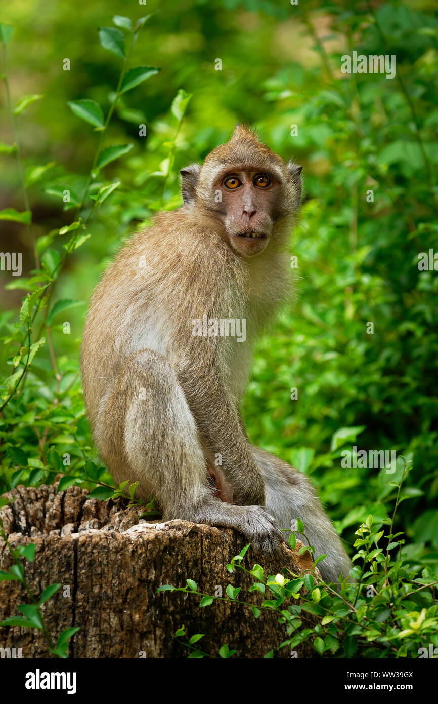 Macaque à longue queue Macaca fascicularis - également connu sous le nom de manger du crabe, un primate macaque cercopithecine originaire d'Asie du Sud-Est, s'appelle le Banque D'Images