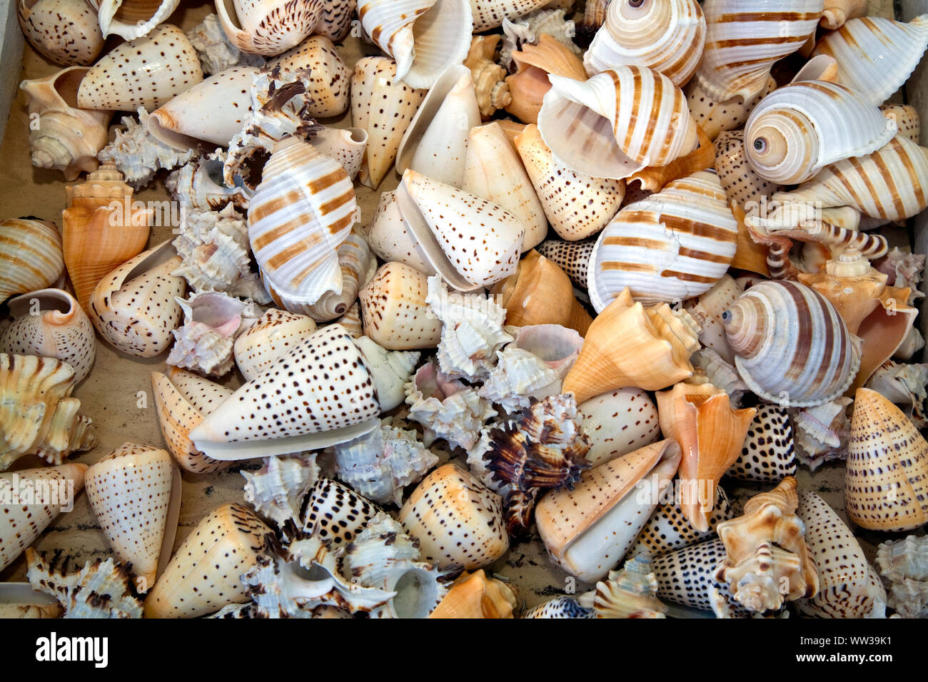 Tarpon Springs, Florida, USA, port grec traditionnel de l'industrie d'éponge Banque D'Images