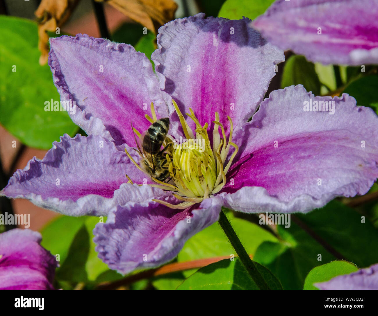 Une abeille la collecte du pollen sur une fleur de clématite Banque D'Images