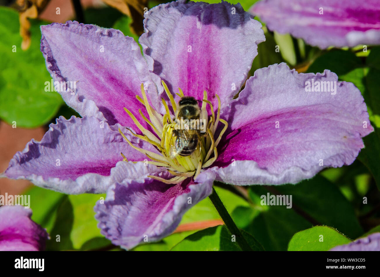 Une abeille la collecte du pollen sur une fleur de clématite Banque D'Images