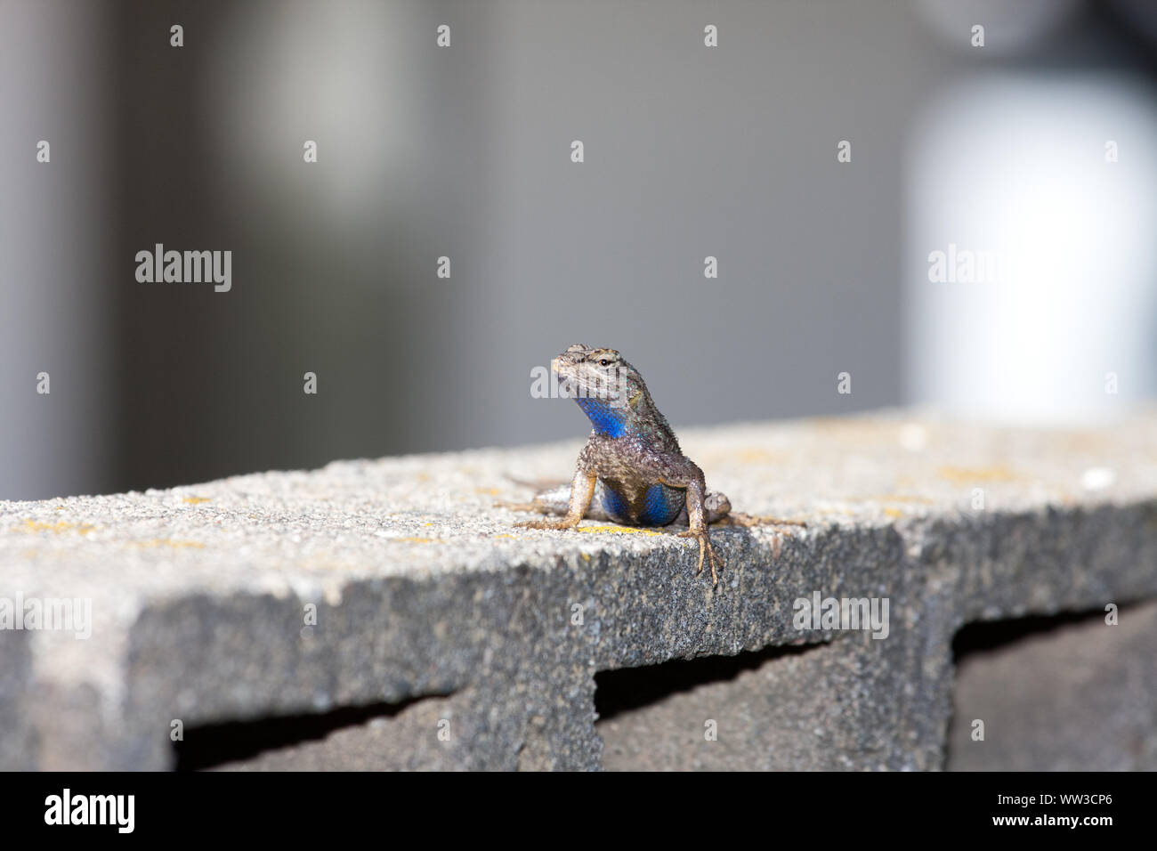 Clôture de l'Ouest (lézards Sceloporus occidentalis) Banque D'Images