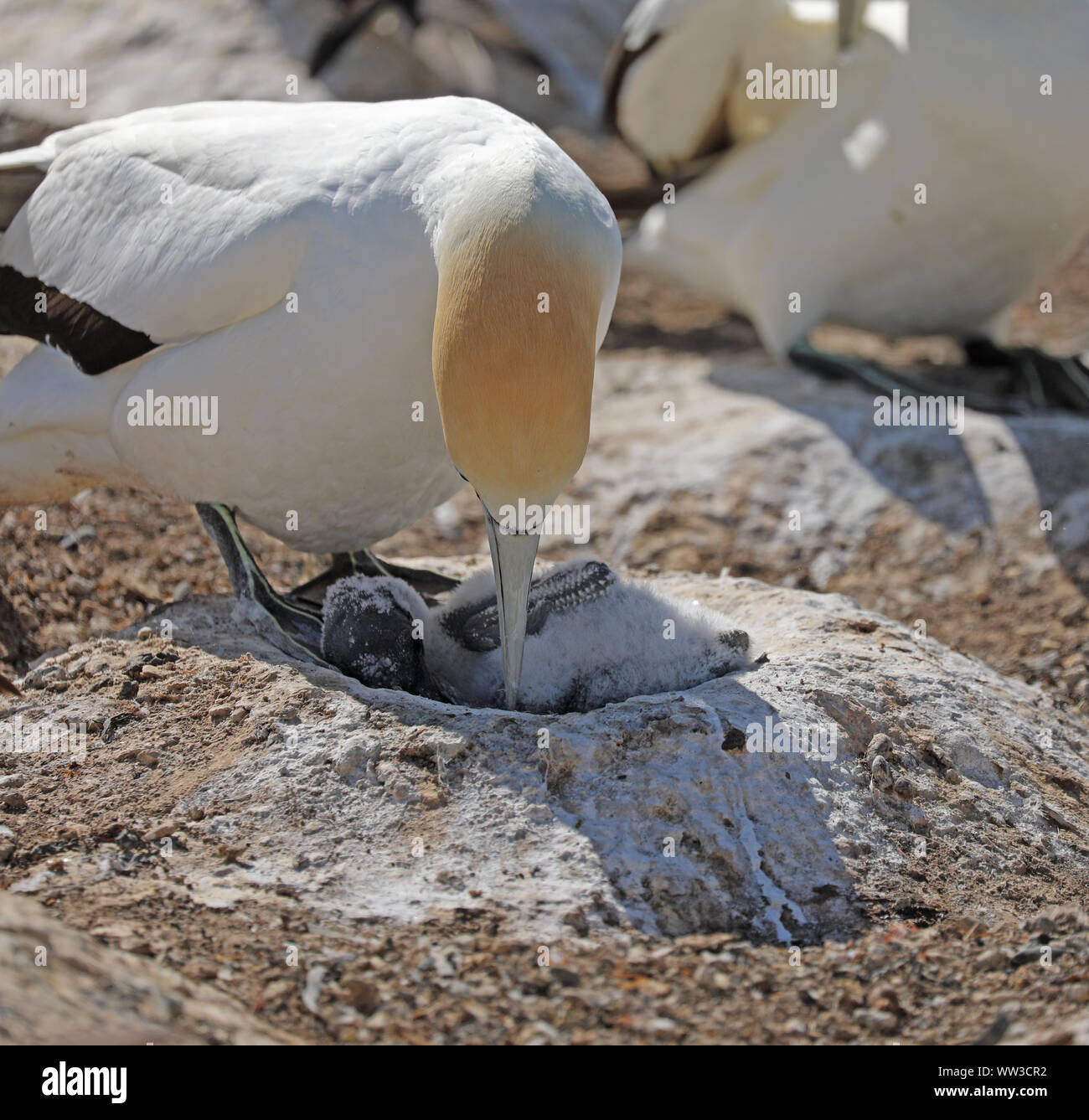 Fou de Bassan en Nouvelle-Zélande au Cape Kidnappers Banque D'Images