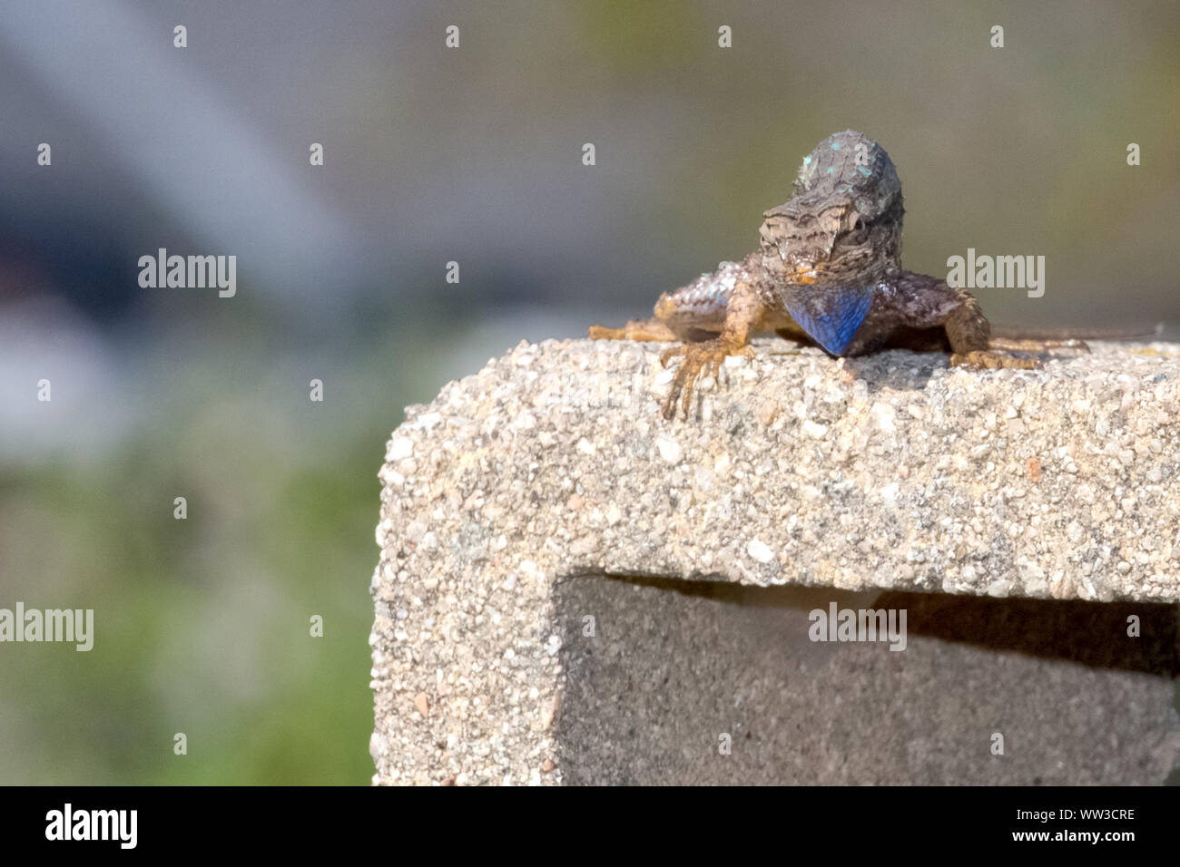 Clôture de l'Ouest (lézards Sceloporus occidentalis) Banque D'Images