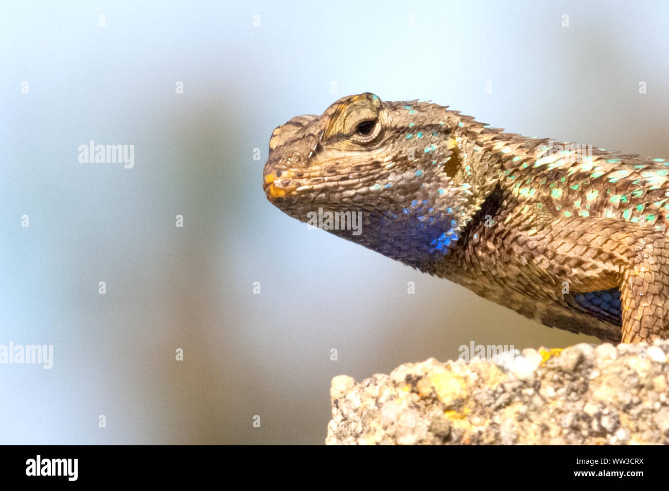 Clôture de l'Ouest (lézards Sceloporus occidentalis) Banque D'Images