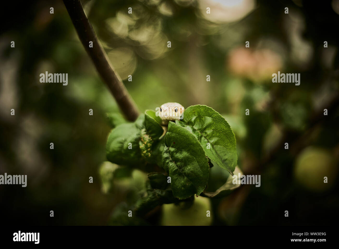 Serpent ramper entre les feuilles de pommier Banque D'Images