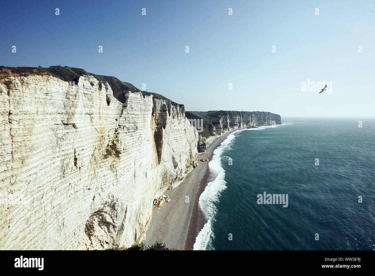 Seagull Ecornet souffler dans le ciel bleu entre les rochers blancs de la mer Normandie Banque D'Images
