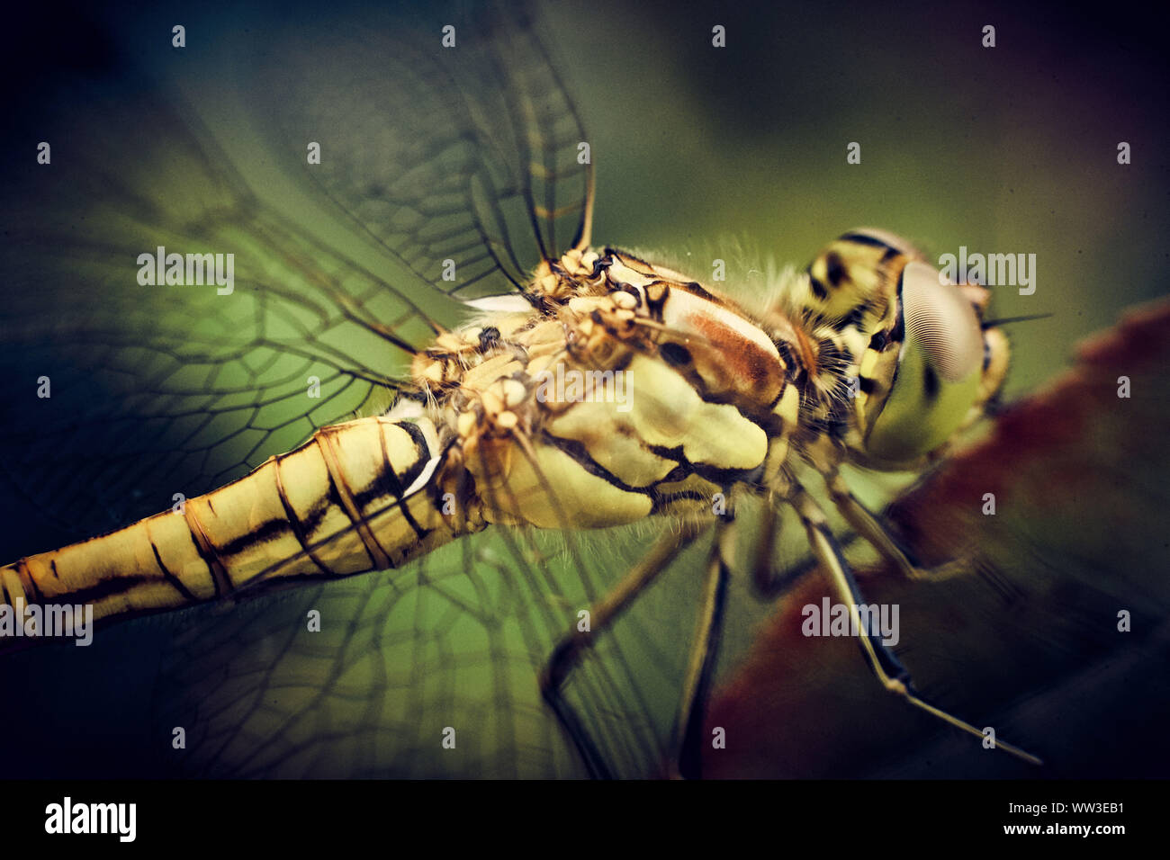 Belle macrophoto de libellule Banque D'Images