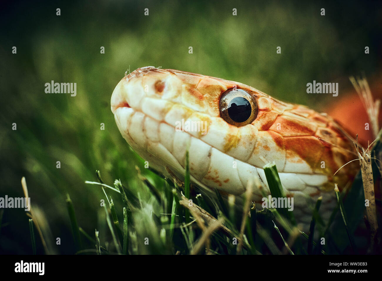 Curieux serpent dans l'herbe à la caméra en Banque D'Images
